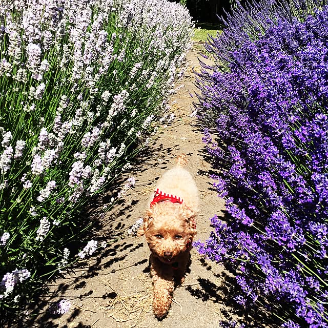 toypoodleさんの実例写真