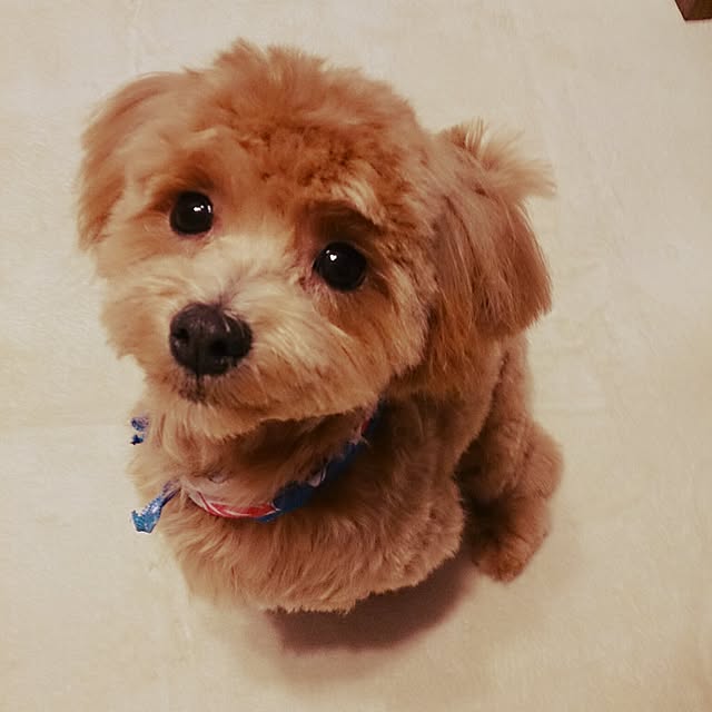 macoさんの実例写真