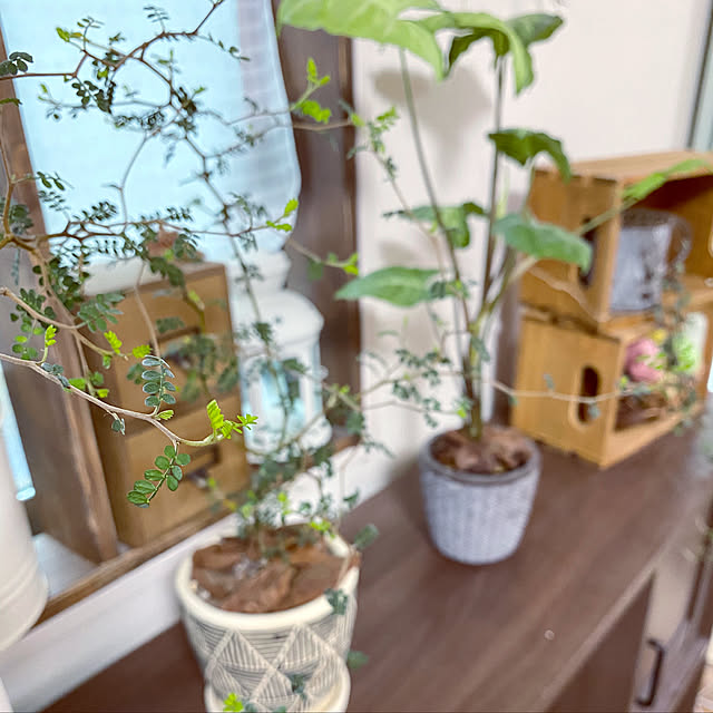 marocoroさんの実例写真