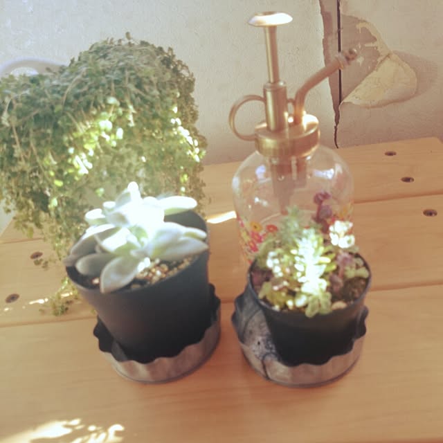 玄関/入り口/植物/多肉植物/観葉植物のインテリア実例 - 2014-11-27 12:54:24