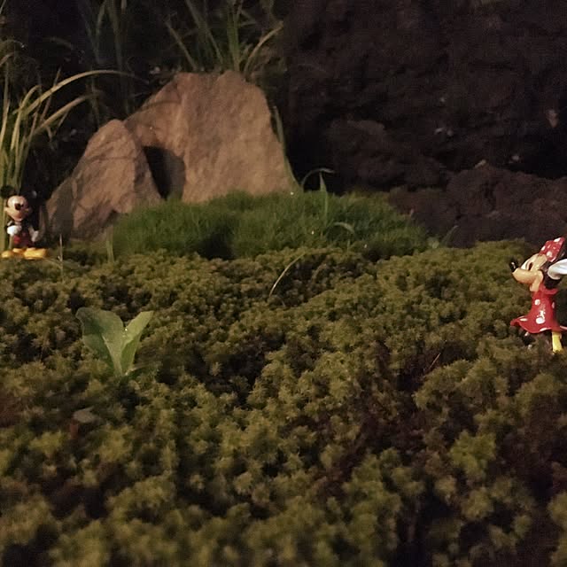 kokepapaさんの実例写真