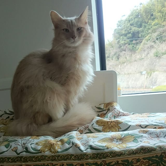 1ldksさんの実例写真
