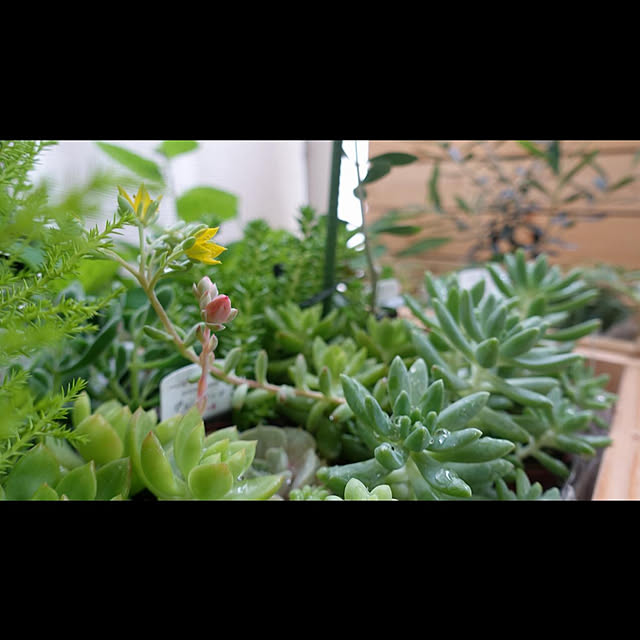 NKGardenさんの実例写真