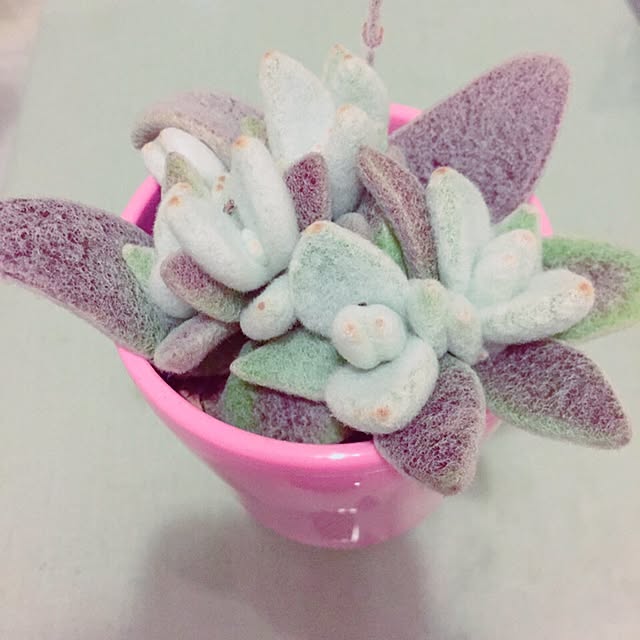 kanonさんの実例写真