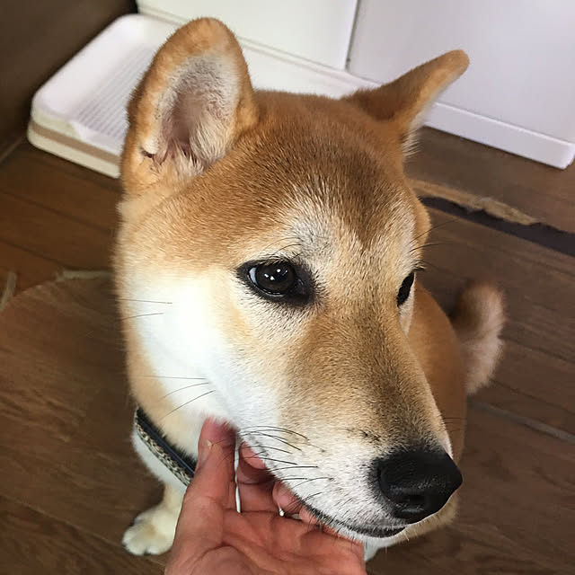 luckyさんの実例写真