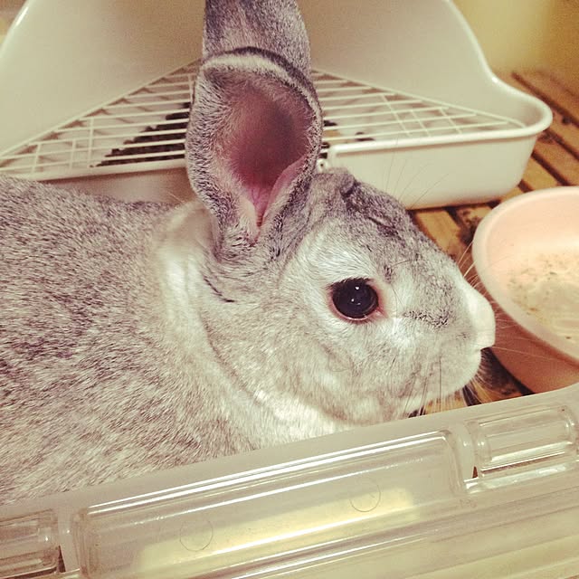mekoさんの実例写真