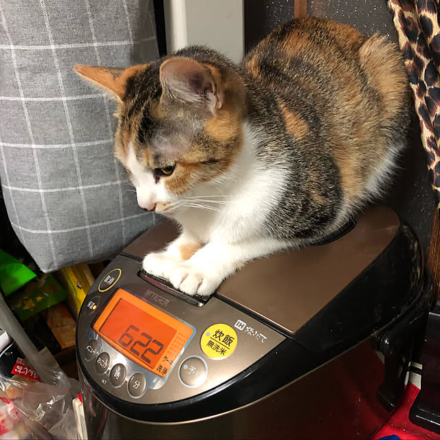 vivienne.coco-keiさんの実例写真