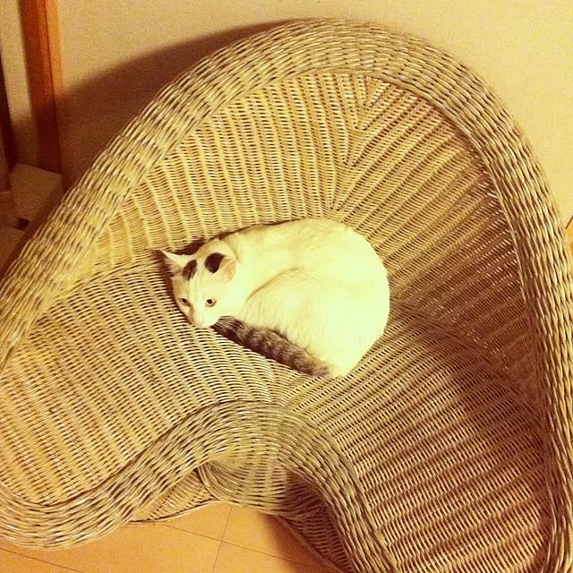 Toshikoさんの実例写真