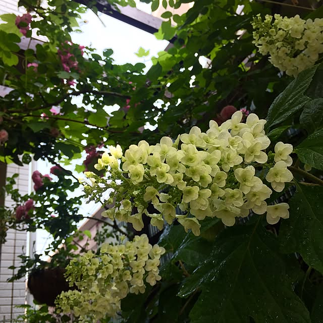 butachanさんの実例写真