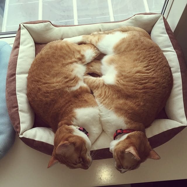 Shuichiさんの実例写真