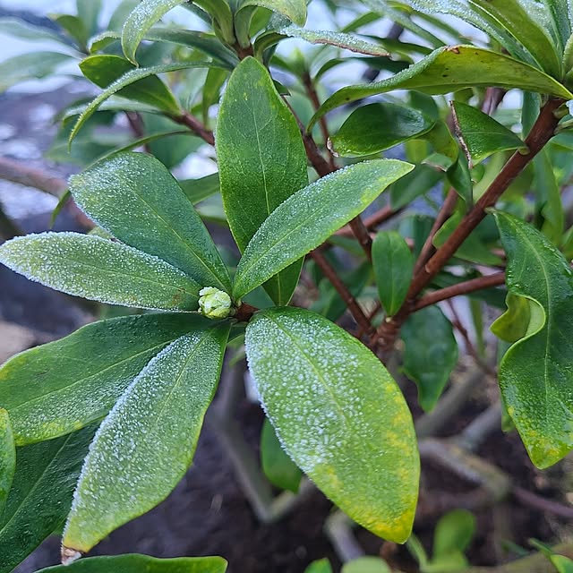 Rubiconさんの部屋