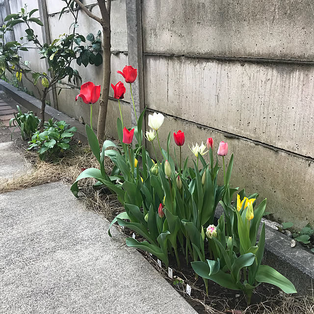 ma-chicoさんの実例写真