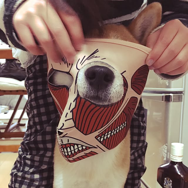 kotaさんの実例写真