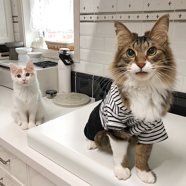 yuchiさんの実例写真