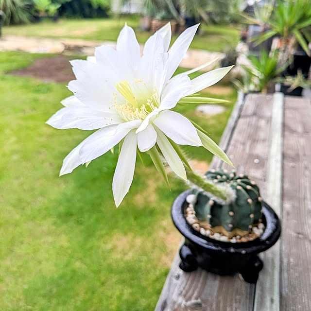 ot-gardenさんの実例写真