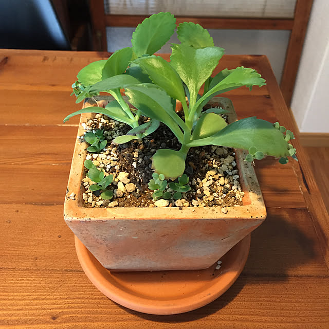 tama0330さんの実例写真