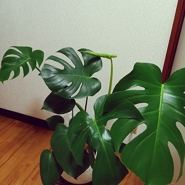 rhuさんの実例写真