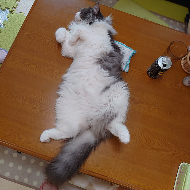 shinobuさんの実例写真