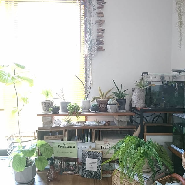 棚/水槽/観葉植物/流木/賃貸...などのインテリア実例 - 2020-02-16 20:34:38