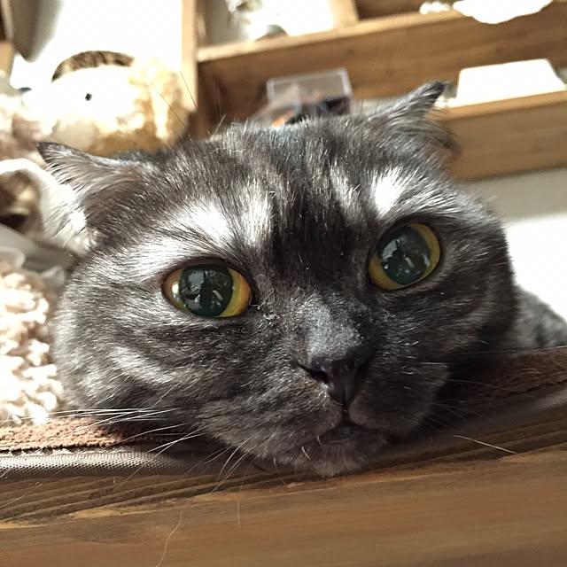 norimokuさんの実例写真