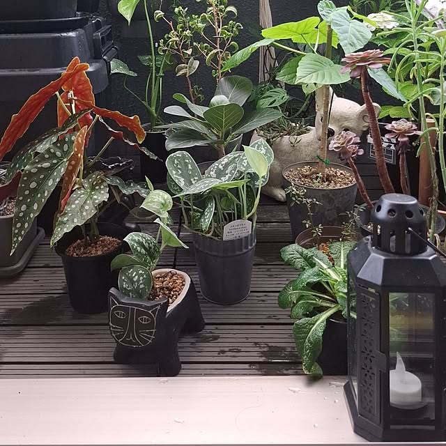 noaさんの部屋