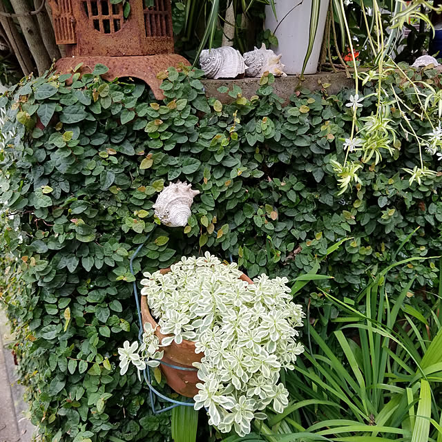 midoriさんの実例写真