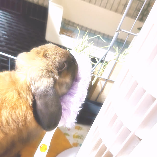 mariaさんの実例写真