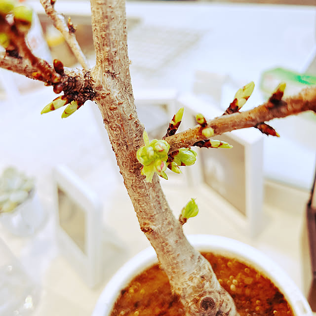 chanduさんの部屋