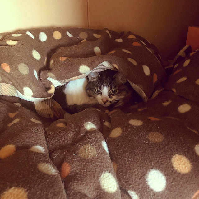 mill_0303さんの実例写真