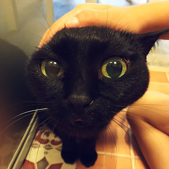 shigimiさんの実例写真