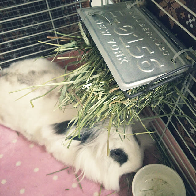 WASABIさんの実例写真