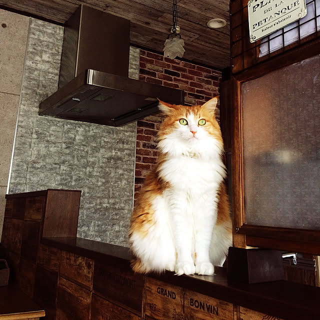 annさんの実例写真