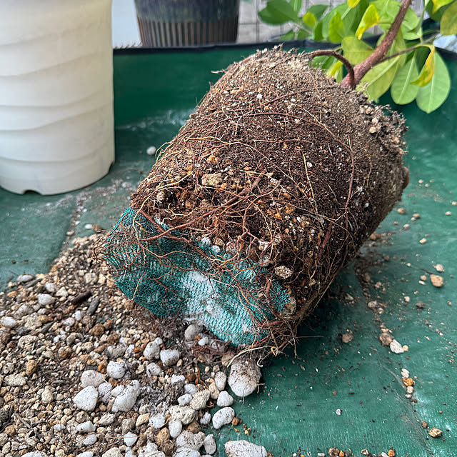 dadarikaさんの部屋