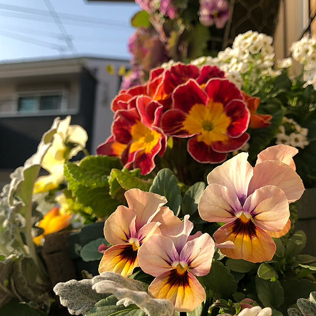 riko.さんの実例写真