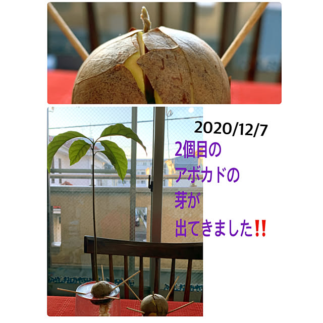 eshinobumさんの実例写真