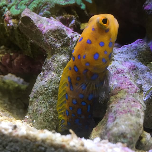 aquarium_seaさんの実例写真