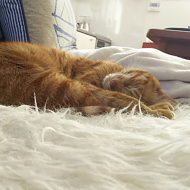 37さんの実例写真