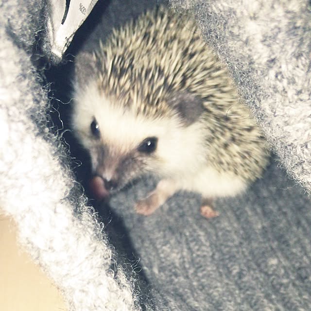 Kurumiさんの実例写真