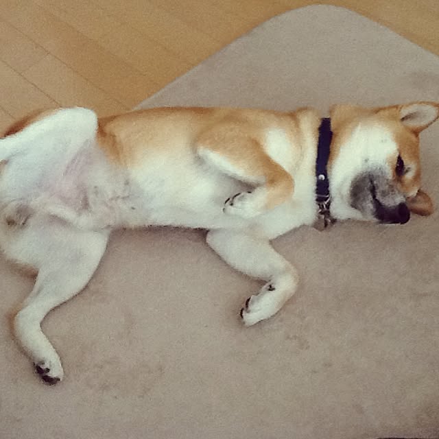 kotaさんの実例写真