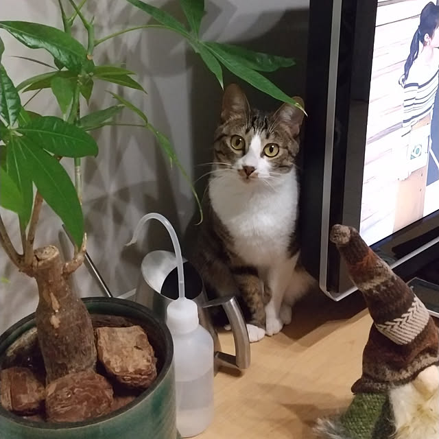 hanacocoさんの実例写真