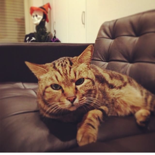 実例写真