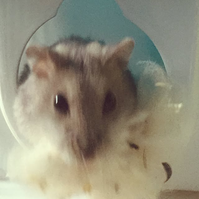 seriaさんの実例写真