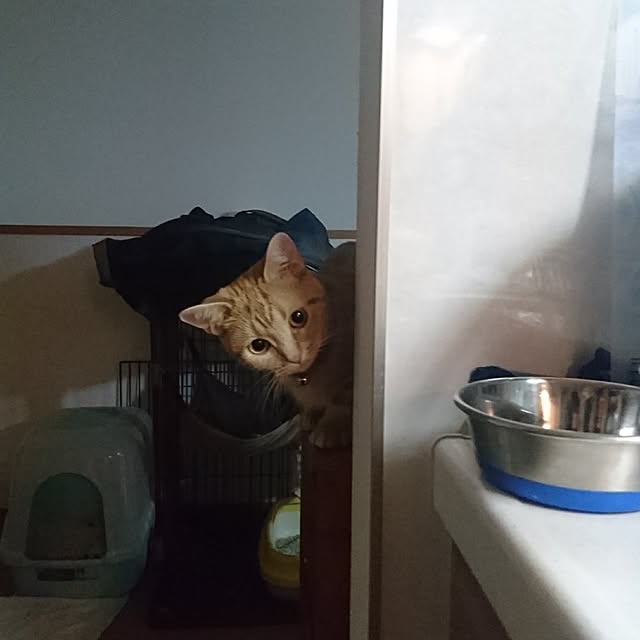 shinobuさんの実例写真