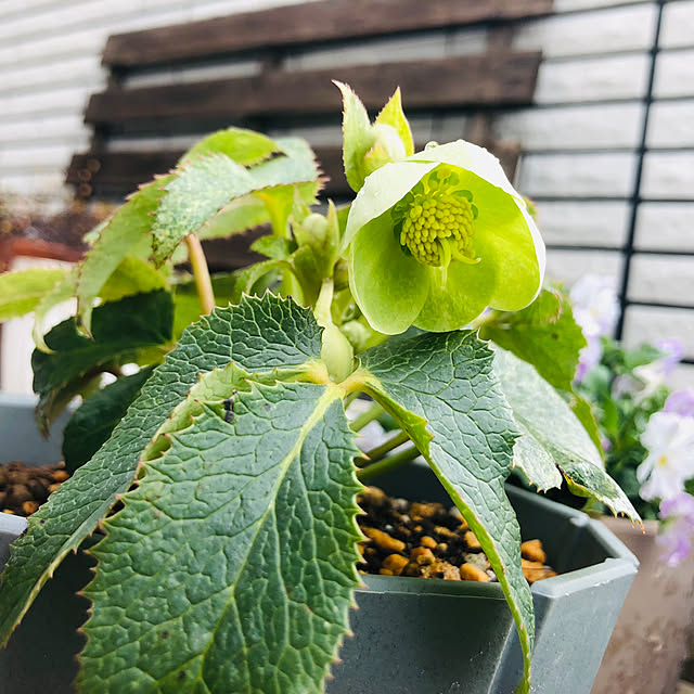 timmymamaさんの実例写真