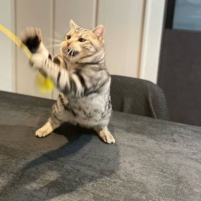 猫と暮らす/机のインテリア実例 - 2022-02-22 05:59:16