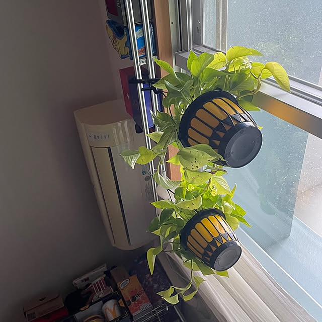 ベッド周り/観葉植物/観葉植物のある暮らしのインテリア実例 - 2025-04-19 05:44:15