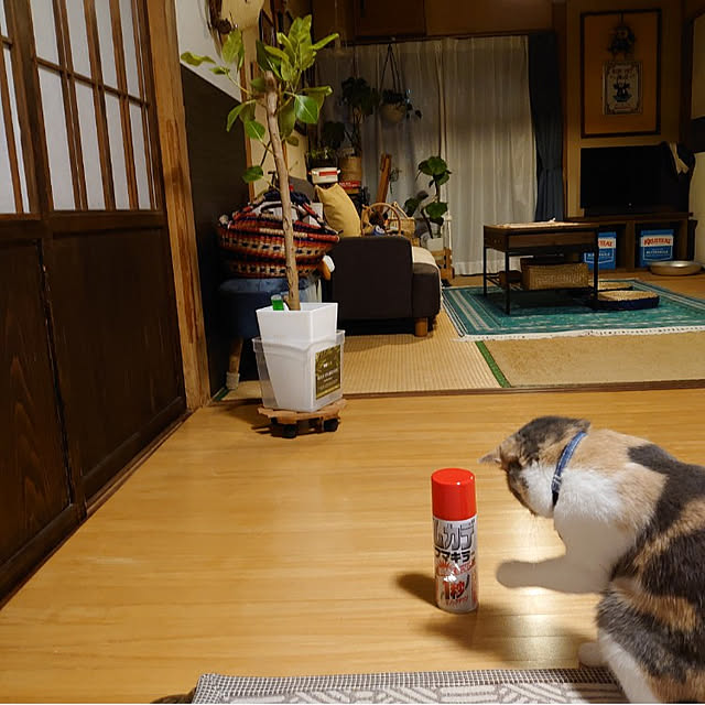 fukuさんの実例写真