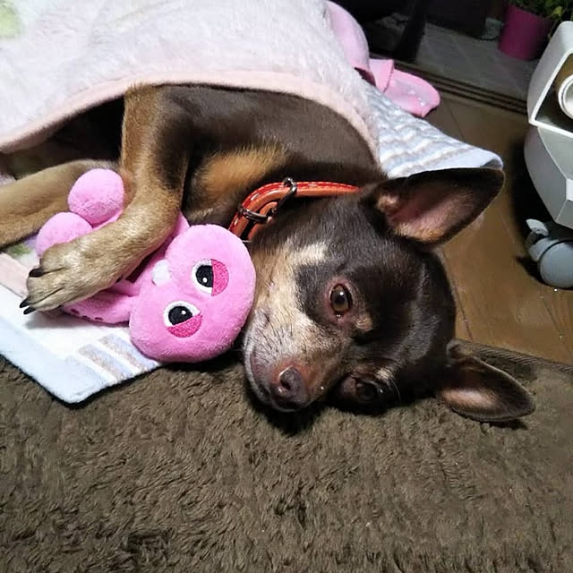 mariさんの実例写真