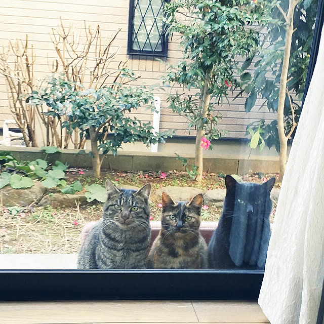 Mayumi8888さんの実例写真