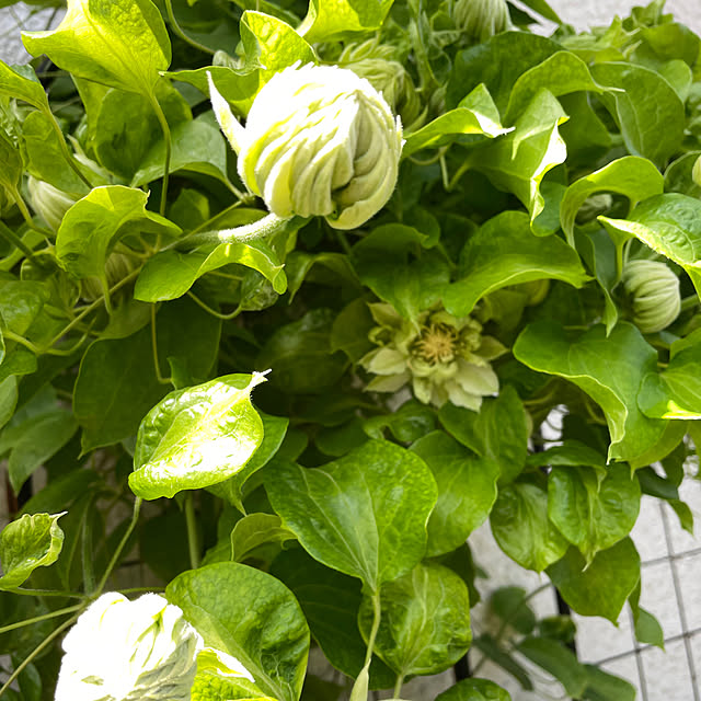 mamizaさんの部屋
